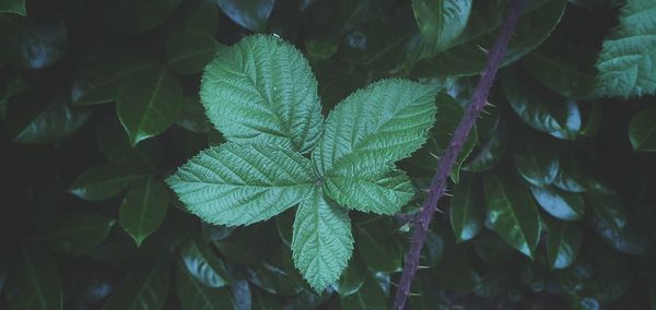 Close-up of green leaves