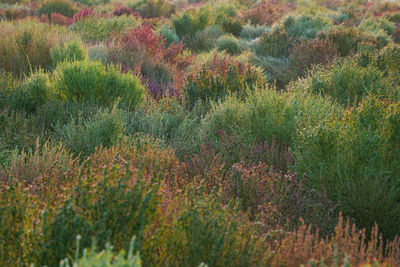 Scenic view of flowering plants on field