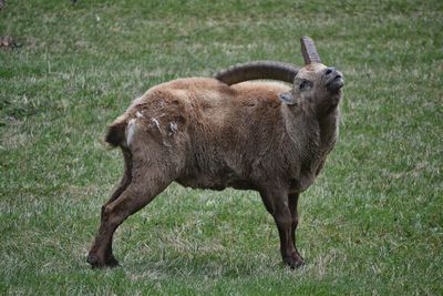 Side view of ibex on grassy field