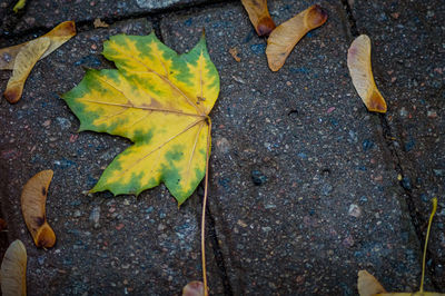 High angle view of maple leaves