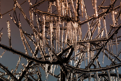 Low angle view of frozen bare tree against sky