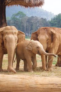 Elephant standing by trees on landscape
