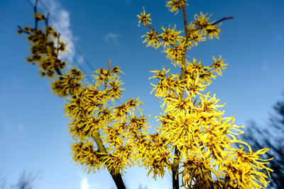 Low angle view of yellow flowering tree against sky