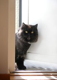 Portrait of cat sitting on window