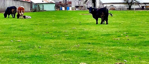 Horse grazing on grassy field