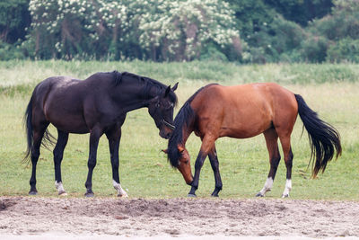 Horses on a field