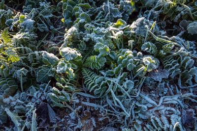 High angle view of plants growing on field