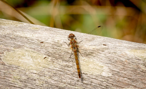Close-up of dragonfly on wood