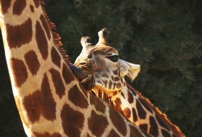 Close up of a spider