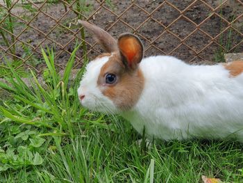 Close-up of a rabbit on field