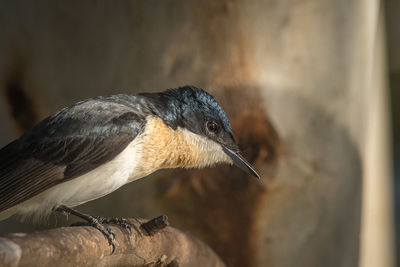 Close-up of a bird looking away