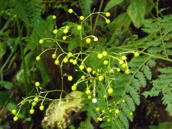 Close-up of plant