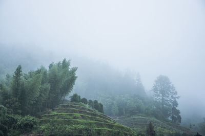 Trees on landscape against sky during foggy weather