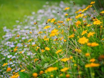 Close-up of yellow flowering plants on field