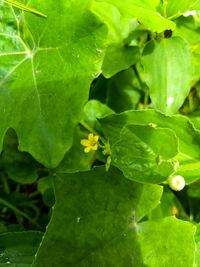 Full frame shot of fresh green leaf