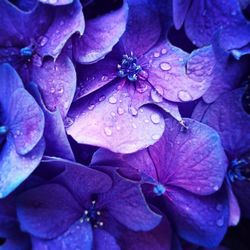 Close-up of water drops on pink flower