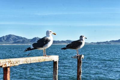 Seagulls perching on wooden post by sea against sky