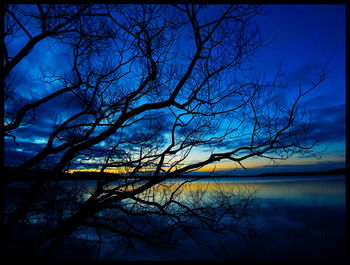 Bare trees by calm lake