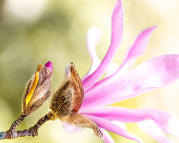 Close-up of pink flower