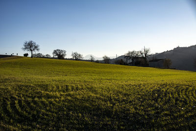 Scenic view of field against clear sky