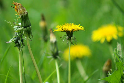 Close-up of yellow flowering plant on field