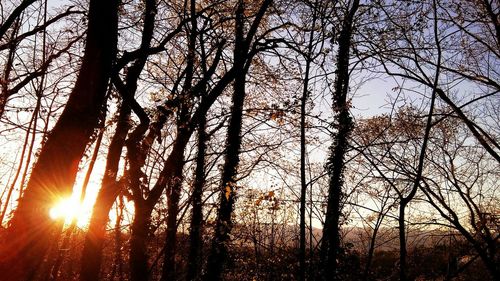 Sun shining through trees