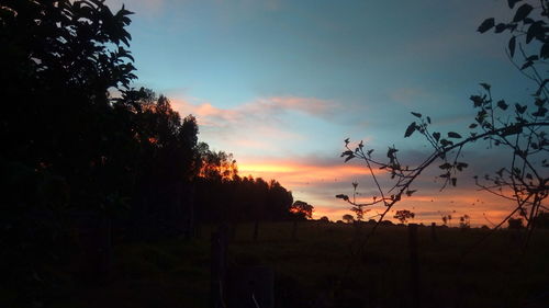 Silhouette trees on field against sky at sunset