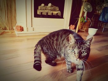 Cat on hardwood floor
