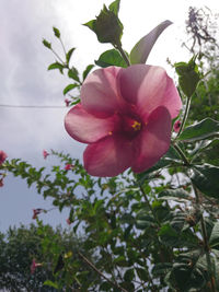Close-up of pink hibiscus blooming outdoors