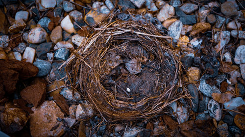 Empty nest