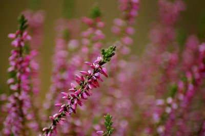 Close-up of pink flowering plant