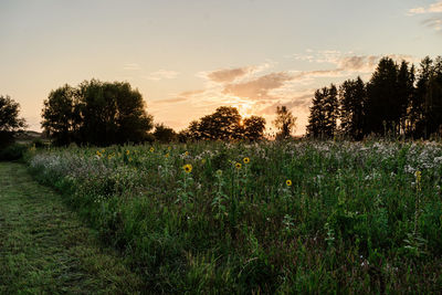 Scenic view of grassy field against sky during sunset