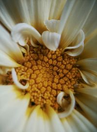 Close-up of flower