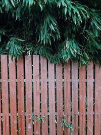 Full frame shot of ivy growing on fence