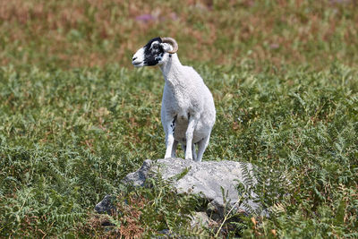 Duck standing on field