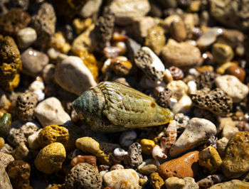 High angle view of shells on stones