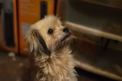 Close-up of dog at home