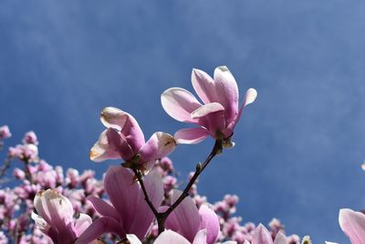 Close-up of pink cherry blossoms against sky