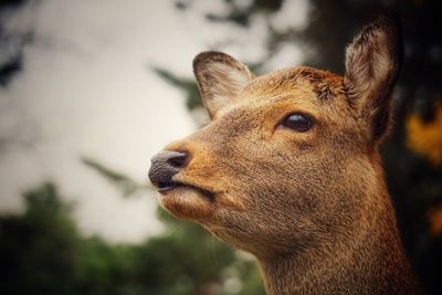 Close-up of deer