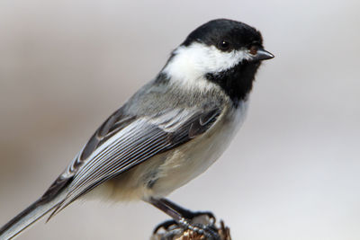 Close-up of bird