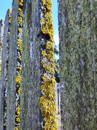 Close-up of lichen on tree trunk