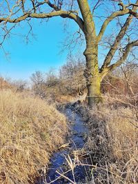 Bare tree on landscape against blue sky