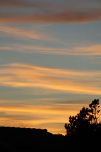 Silhouette of trees at sunset