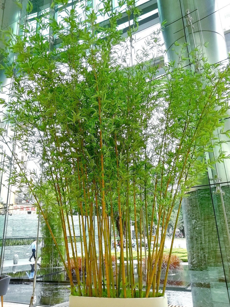 VIEW OF BAMBOO TREES