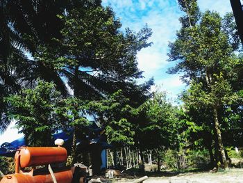 Trees against sky