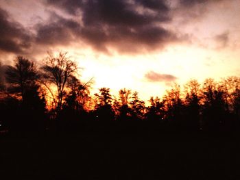 Silhouette of trees at sunset