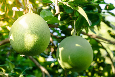 Close-up of fruits on tree