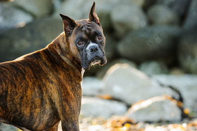 Close-up portrait of dog outdoors