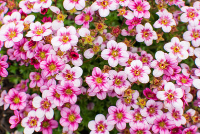 Pink flowers blooming full frame nature landscape background, fresh air, beautiful in the garden.