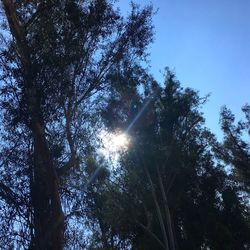 Low angle view of trees against sky